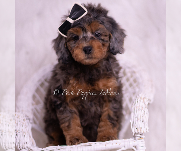 Medium Photo #115 Poodle (Toy) Puppy For Sale in WARSAW, IN, USA