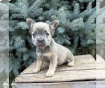 Small #3 French Bulldog