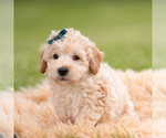 Small Photo #26 Goldendoodle (Miniature) Puppy For Sale in WARSAW, IN, USA