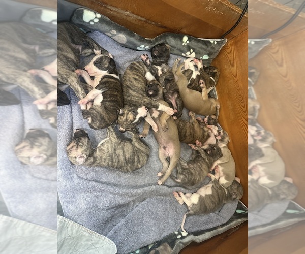 Medium Photo #14 Whippet Puppy For Sale in CORRY, PA, USA