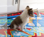 Small Photo #2 Shetland Sheepdog Puppy For Sale in MILWAUKEE, WI, USA