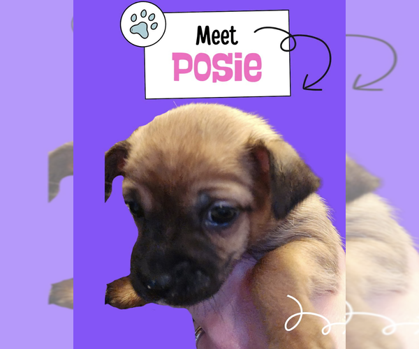 Medium Photo #1 Chihuahua-Unknown Mix Puppy For Sale in Plainfield, IL, USA