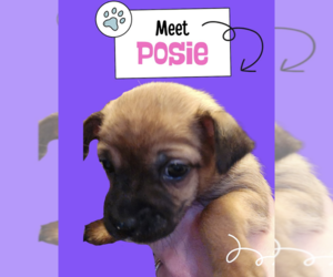Chihuahua-Unknown Mix Dogs for adoption in Plainfield, IL, USA