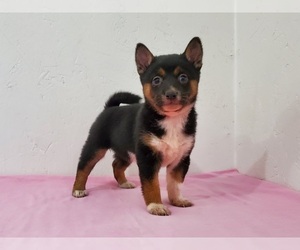 Shiba Inu Puppy for sale in CLARK, MO, USA