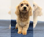 Small #1 Shih Tzu Mix