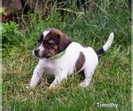 Puppy 2 Beabull-Jack Russell Terrier Mix