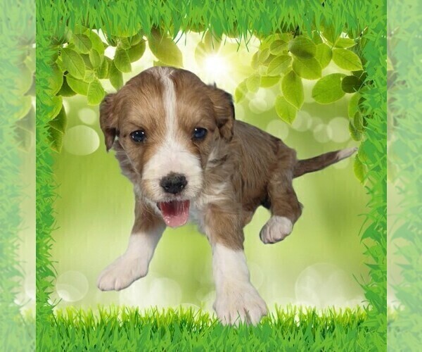Medium Photo #11 Bernedoodle (Miniature) Puppy For Sale in BLACK FOREST, CO, USA