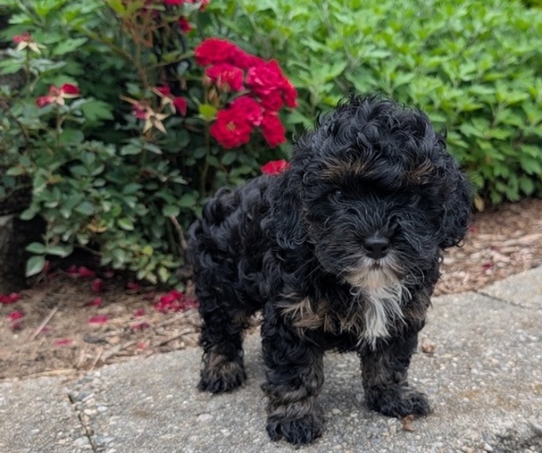 Medium Photo #9 Cock-A-Poo Puppy For Sale in GOSHEN, IN, USA