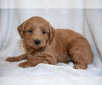 Small Photo #9 Goldendoodle (Miniature) Puppy For Sale in LEOLA, PA, USA