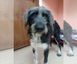 Small #2 Aussie Siberian
