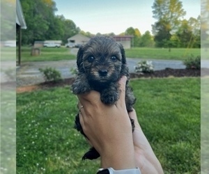 Poodle (Toy)-Yorkshire Terrier Mix Puppy for sale in MOCKSVILLE, NC, USA