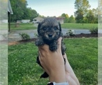 Small Photo #1 Poodle (Toy)-Yorkshire Terrier Mix Puppy For Sale in MOCKSVILLE, NC, USA