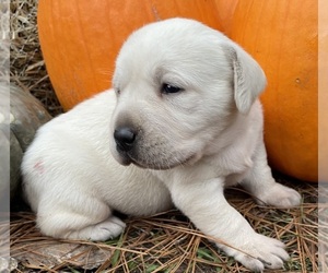 Labrador Retriever Puppy for sale in OSYKA, MS, USA