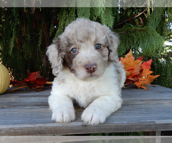 Medium Photo #2 Labradoodle Puppy For Sale in MILLERSBURG, OH, USA