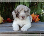 Small #1 Labradoodle