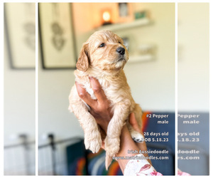 F2 Aussiedoodle-Irish Doodle Mix Puppy for sale in SACRAMENTO, CA, USA