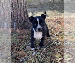 American Bully Puppy for sale in EDEN, NC, USA