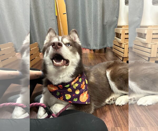 Medium Photo #3 Siberian Husky Puppy For Sale in Carrollton, TX, USA