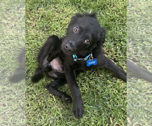 Medium Photo #2 Border Collie-Unknown Mix Puppy For Sale in Corona, CA, USA