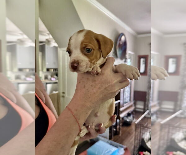 Medium Photo #4 American Staffordshire Terrier-Unknown Mix Puppy For Sale in Brewster, NY, USA