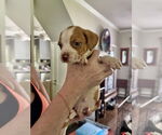 Small #3 American Staffordshire Terrier Mix