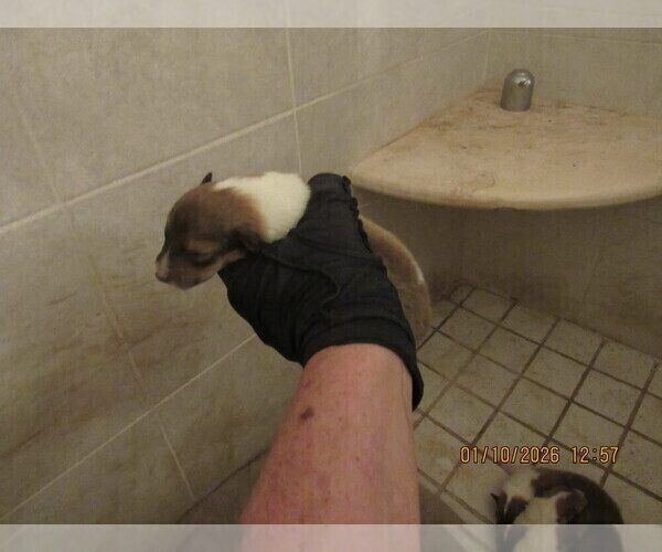 Medium Photo #10 Collie Puppy For Sale in HIGH POINT, NC, USA