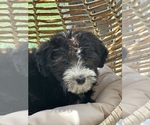 Small Photo #4 Bernedoodle (Miniature) Puppy For Sale in ELMHURST, IL, USA