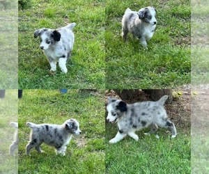 Miniature Australian Shepherd Puppy for sale in BROOKER, FL, USA