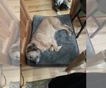Small #1 Mutt
