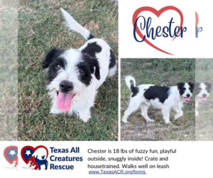 Mutt Dogs for adoption in Lillian, TX, USA