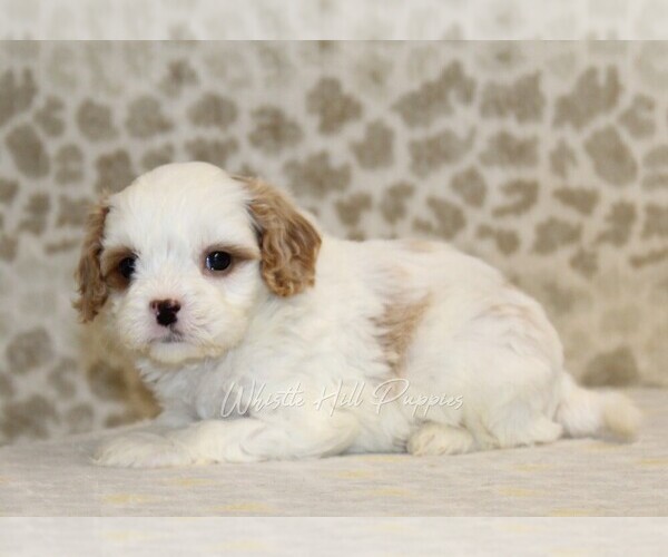 Medium Photo #3 Cavapoo Puppy For Sale in DENVER, PA, USA