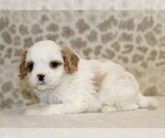 Small #2 Cavapoo