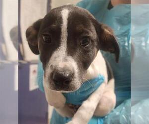 Pointer Dogs for adoption in Bakersfield, CA, USA