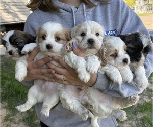 Cavachon-Shih Tzu Mix Puppy for sale in CASHTON, WI, USA
