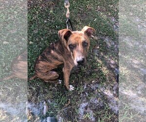 Lyle - Male Mutt Dog for Adoption - Photo #5