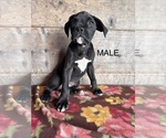 Small #9 Boxer