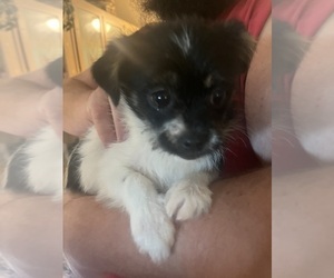 Shorkie Tzu Puppy for sale in LEBANON, OR, USA