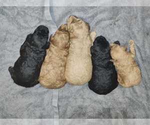 Poodle (Miniature) Litter for sale in BLUE MOUND, TX, USA