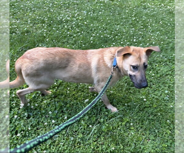 Medium Photo #8 Anatolian Shepherd-Unknown Mix Puppy For Sale in Winston Salem, NC, USA