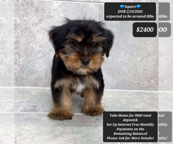 Medium Photo #1 Yorkshire Terrier Puppy For Sale in TUCSON, AZ, USA