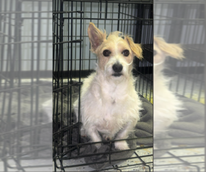 Mutt Dog for Adoption in Cranston, Rhode Island USA