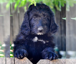 Puppy Martha Sheepadoodle