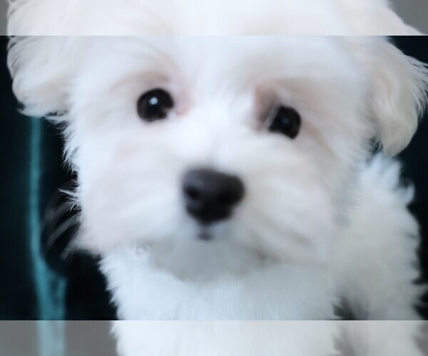 Medium Photo #6 Maltese Puppy For Sale in ROCK VALLEY, IA, USA