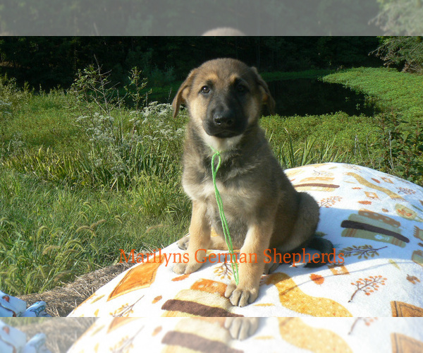 Medium Photo #1 German Shepherd Dog Puppy For Sale in PIEDMONT, MO, USA