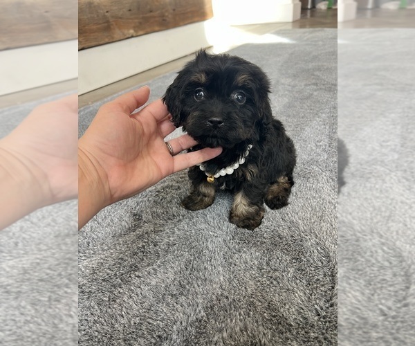 Medium Photo #15 Cavapoo Puppy For Sale in BELDING, MI, USA