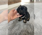 Small #14 Cavapoo