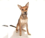 Small #2 Mutt