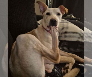 Labrador Retriever-Unknown Mix Dogs for adoption in MECHANICSBURG, PA, USA