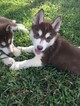 Small Photo #4 Siberian Husky Puppy For Sale in IRVING, TX, USA