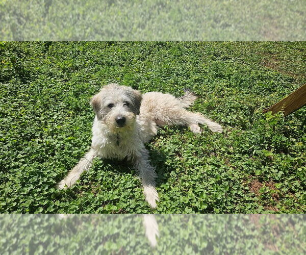 Medium Photo #3 Mutt Puppy For Sale in Andover, MN, USA